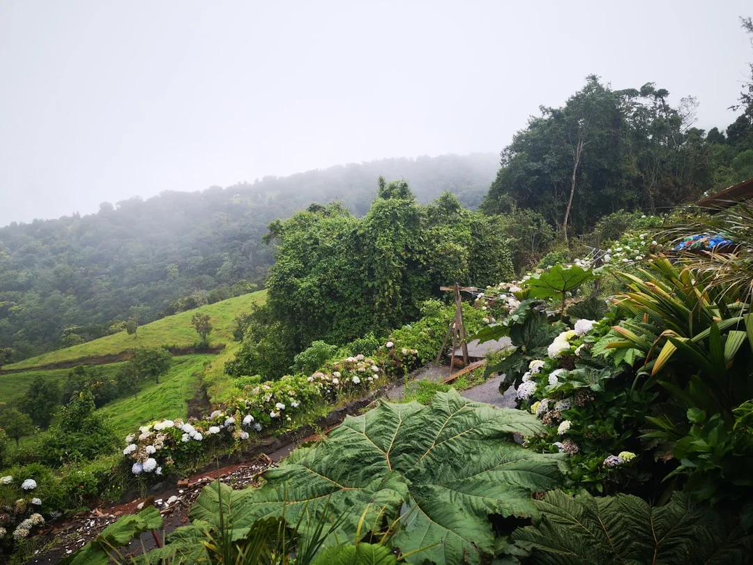 green plants on mountain during daytime