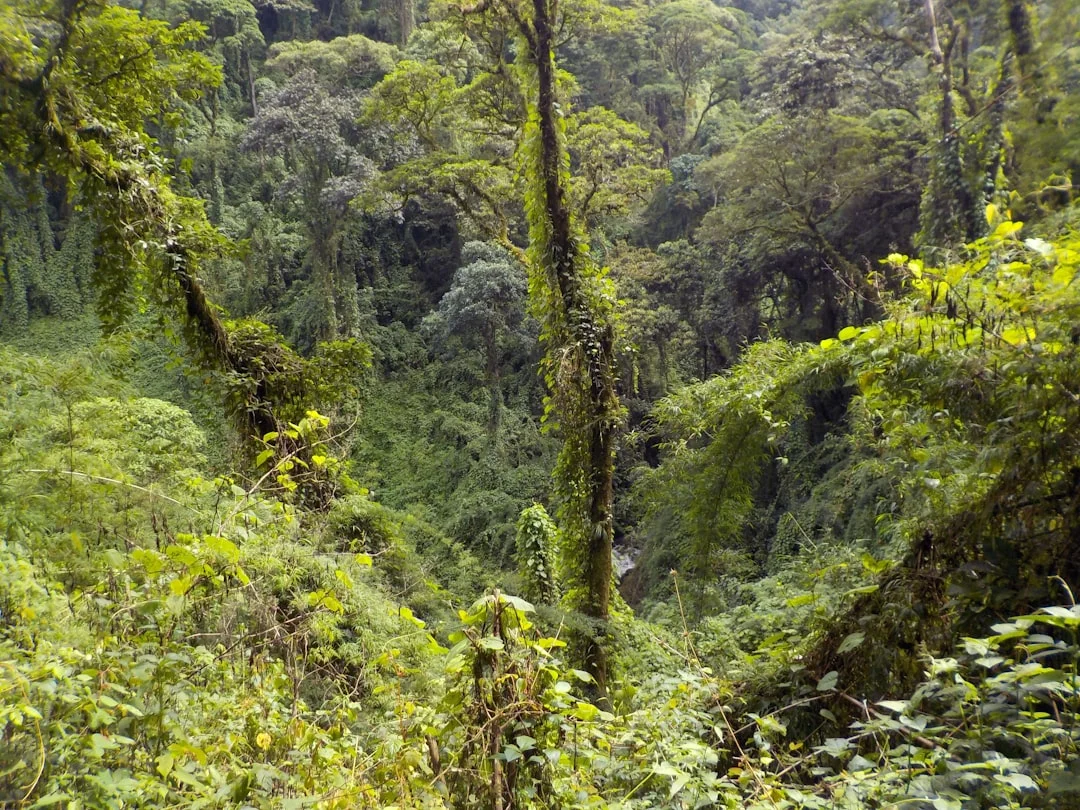 Lush green rainforest with Outward Bound Costa Rica