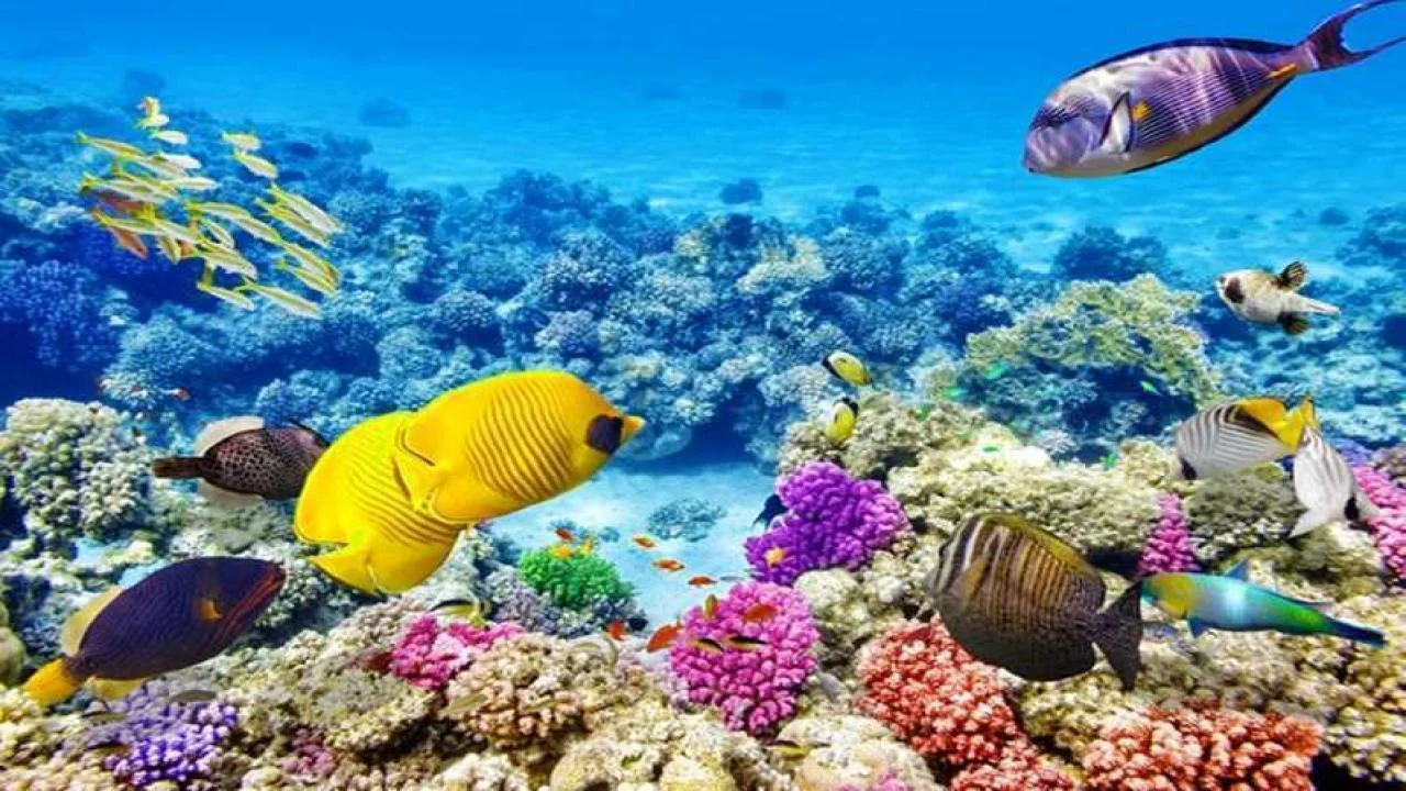 All Inclusive почивка в Хургада с полет от Пловдив - ЕСЕН 2026 - photo 2
