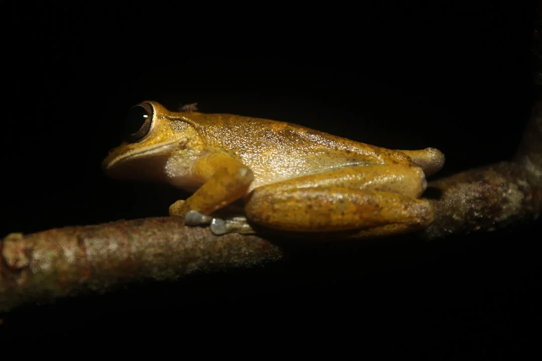 I had the unique opportunity to go on a special school trip to the “Rainforest of the Austrians” in Costa Rica. In Costa Rica, we helped with the reforestation of the tropical rainforest (COBIGA-project).
We also had the chance to go for a night walk through the thick unspoiled forest, where I took this amazing picture.