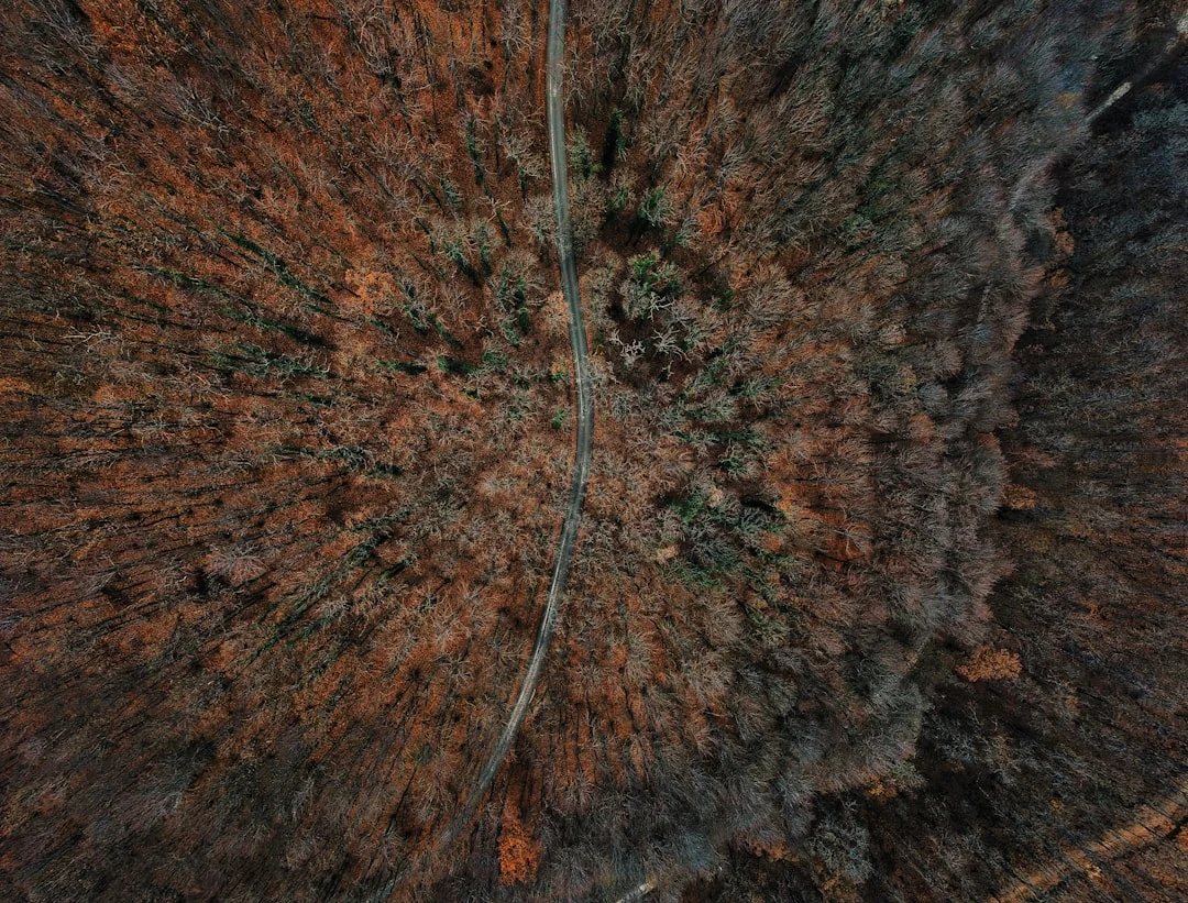 an aerial view of a forest with a road going through it