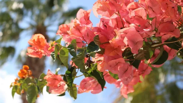 Мечта по Лазурния бряг - самолетна програма - Лазурния Бряг, Франция